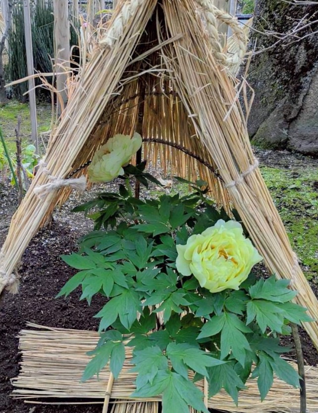 香りの強い黄色いぼたんの花、鮮やかに咲く