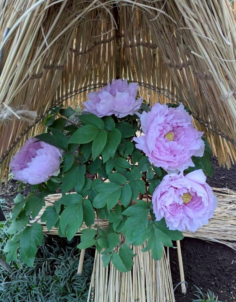 淡いピンク色のぼたんの花が優雅に可愛らしく咲く様子
